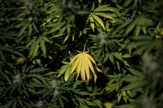 BGH verhandelt über Werbung für medizinisches Cannabis auf Rezept