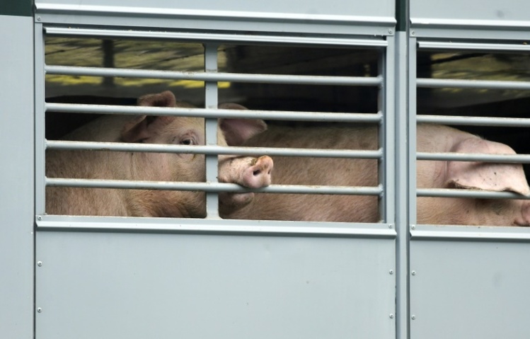 Fleischproduktion in Deutschland konstant