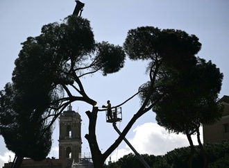 Riesige Pinienbäume in der Nähe des Kolosseums in Rom gefällt