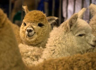 Alpakas und Schafe sterben bei Feuer auf Bauerhof in Schleswig-Holstein