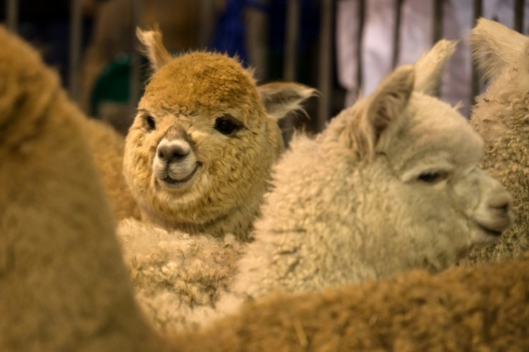 Alpakas und Schafe sterben bei Feuer auf Bauerhof in Schleswig-Holstein