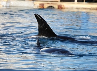 Frankreich will Orcas aus Marinepark in spanischem Freizeitpark unterbringen