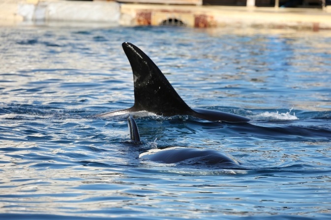 Frankreich will Orcas aus Marinepark in spanischem Freizeitpark unterbringen
