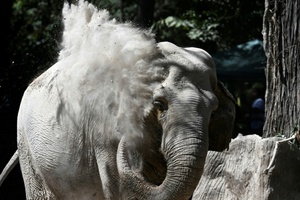 Feuerwehr richtet zur Seite gekippte Elefantenkuh in hessischem Zoo wieder auf