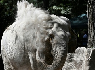Feuerwehr richtet zur Seite gekippte Elefantenkuh in hessischem Zoo wieder auf