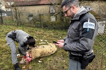 Frankreich will Abschuss von Wölfen erleichtern