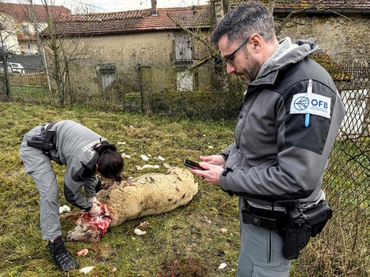 Frankreich will Abschuss von Wölfen erleichtern