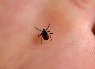 Zähe Blutsauger: Kalter Winter schadet Zecken nicht