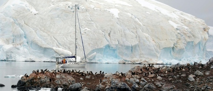 Polarforscher wegen Ausbreitung der Vogelgrippe in der Antarktis alarmiert
