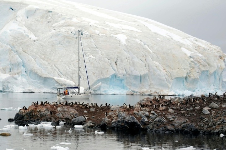 Polarforscher wegen Ausbreitung der Vogelgrippe in der Antarktis alarmiert