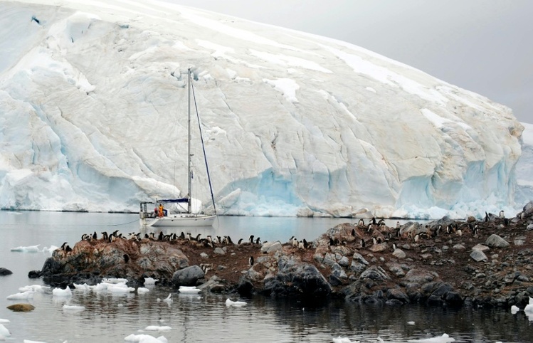 Polarforscher wegen Ausbreitung der Vogelgrippe in der Antarktis alarmiert