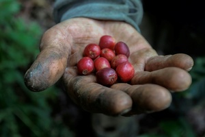 Studie: Hitze durch Klimawandel bedroht Kaffeeernten - und treibt die Preise
