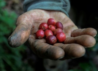 Studie: Hitze durch Klimawandel bedroht Kaffeeernten - und treibt die Preise