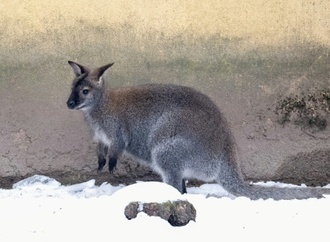 Entlaufene Kängurus sorgen in Rheinland-Pfalz für Polizeieinsatz