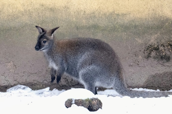 Entlaufene Kängurus sorgen in Rheinland-Pfalz für Polizeieinsatz