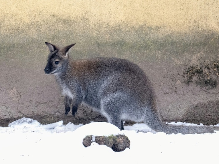 Entlaufene Kängurus sorgen in Rheinland-Pfalz für Polizeieinsatz