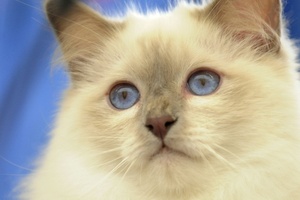 In Bayern verschwundener Kater taucht bei nach Sachsen umgezogenen Nachbarn auf