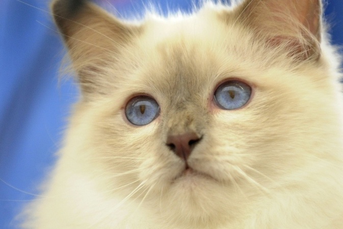 In Bayern verschwundener Kater taucht bei nach Sachsen umgezogenen Nachbarn auf