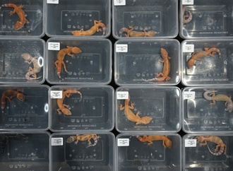 Mehr als 30 Geckos verhungert und verdurstet: Schockfund bei Kontrolle in Bayern