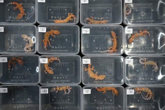 Mehr als 30 Geckos verhungert und verdurstet: Schockfund bei Kontrolle in Bayern