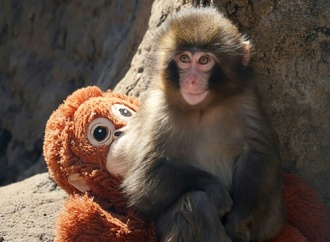 Affenbaby mit kuscheligem Mutterersatz wird zum Publikumsliebling in Japan