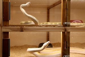 ''Bild des Schreckens'' in Stuttgart: Behörden finden dutzende tote und kranke Schlangen