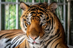 Mehr als 70 Tiger in thailändischem Park sterben durch Virus