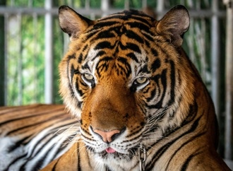 Mehr als 70 Tiger in thailändischem Park sterben durch Virus