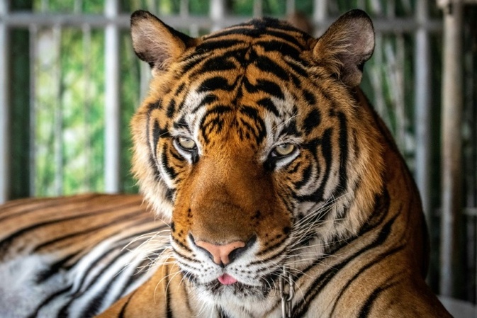 Mehr als 70 Tiger in thailändischem Park sterben durch Virus