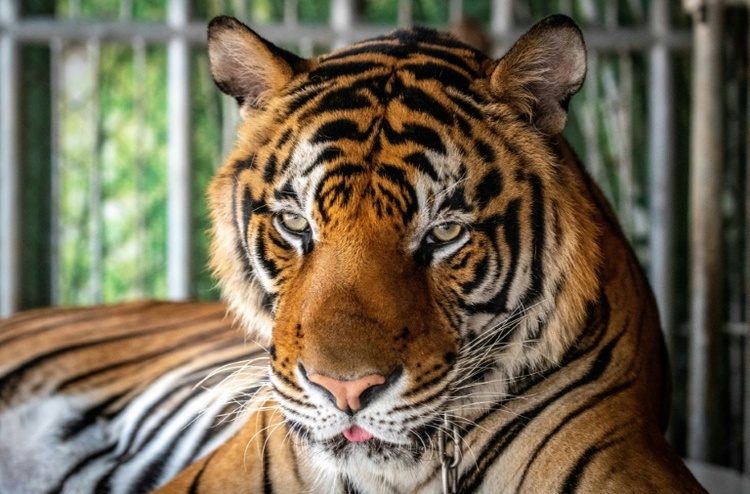 Mehr als 70 Tiger in thailändischem Park sterben durch Virus