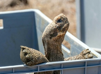 Ranger siedeln Riesenschildkröten wieder auf Galápagos-Insel Floreana an