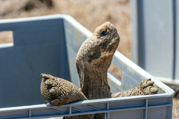 Ranger siedeln Riesenschildkröten wieder auf Galápagos-Insel Floreana an