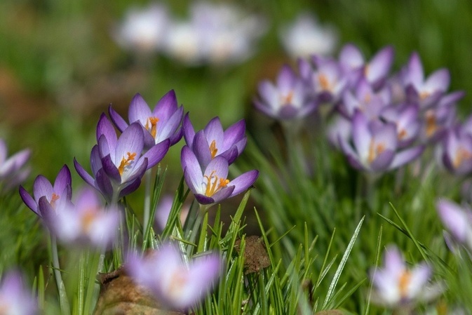 Wetterdienst erwartet ''sonnigen Frühling'' ab Mitte der Woche