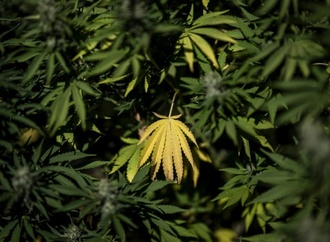 Tropfendes Wasser aus Decke von Gelsenkirchener Café führt zu Cannabisplantage