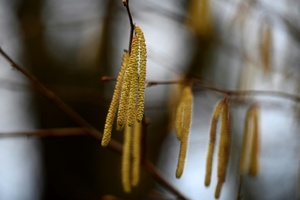 Wärmeres Wetter lässt Pollen fliegen: Allergiesaison in Deutschland startet durch