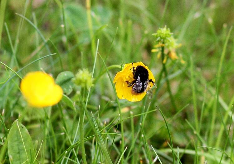 Forscher: Hummeln sind effiziente Entscheider