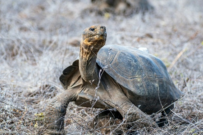 Umstrittenes Bergbaugesetz in Ecuador erlaubt Abbau auf Galápagos-Inseln