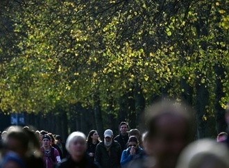 Stadtbäume können im Sommer mehr CO2 aufnehmen als Autos ausstoßen