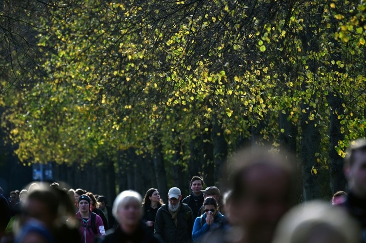Stadtbäume können im Sommer mehr CO2 aufnehmen als Autos ausstoßen