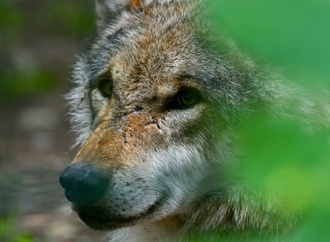 Bundestag entscheidet über Jagd auf den Wolf