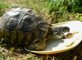 Drei vermisste Landschildkröten in Nordrhein-Westfalen wieder bei Besitzerin aufgetaucht