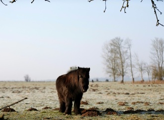 Pony fällt beim Einschläfern auf Tierärztin: Kein Anspruch auf Schmerzensgeld
