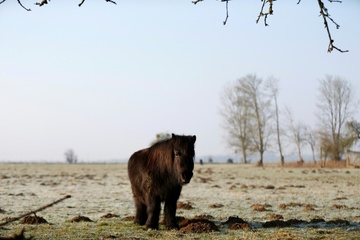 Pony fällt beim Einschläfern auf Tierärztin: Kein Anspruch auf Schmerzensgeld