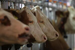 USA und Kanada erkennen MKS-Freiheit Deutschlands an