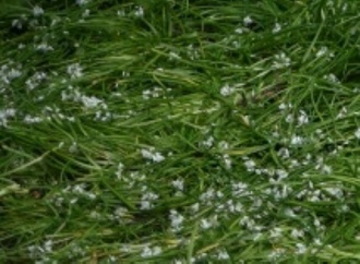 Giftige Doppelgänger: Experten warnen vor Verwechslung von Bärlauch