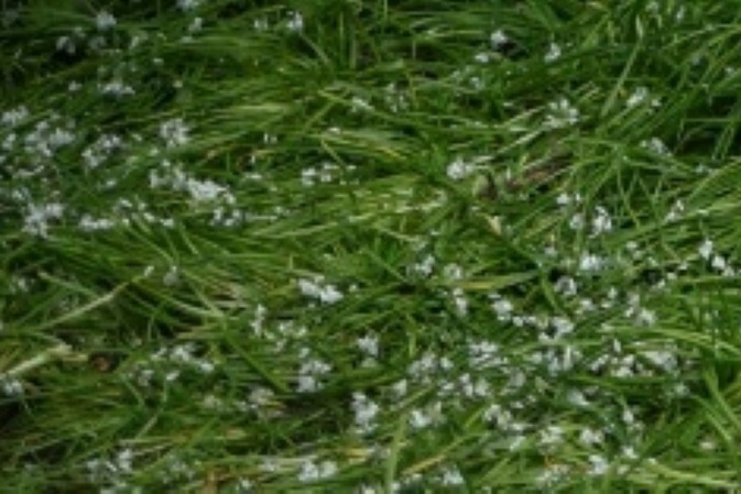 Giftige Doppelgänger: Experten warnen vor Verwechslung von Bärlauch