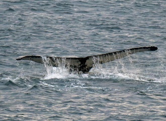 Mecklenburg-Vorpommern: Wal verfängt sich vor Ostseeküste in Fischernetz