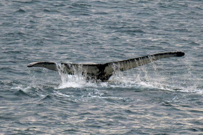Mecklenburg-Vorpommern: Wal verfängt sich vor Ostseeküste in Fischernetz