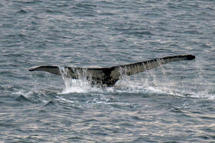 Mecklenburg-Vorpommern: Wal verfängt sich vor Ostseeküste in Fischernetz
