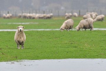 Autofahrer prallt in Baden-Württemberg in Schafherde - zwei Tiere tot